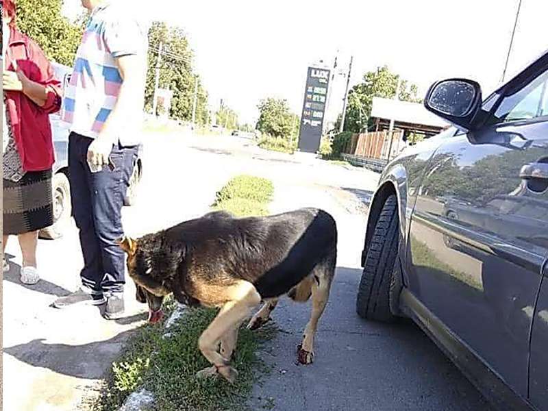 На Винничине собаку привязали цепью к такси и тащили через весь город. Фото На Винничине собаку привязали цепью к такси и тащили через весь город. Фото